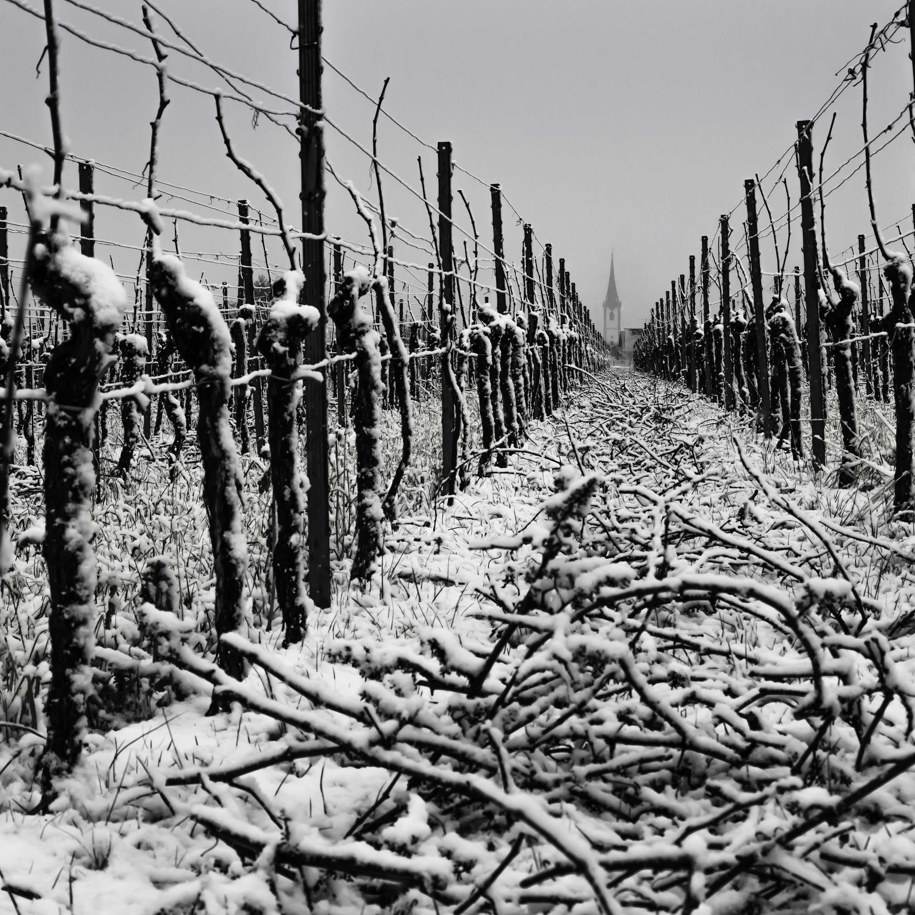 Winter Vineyard